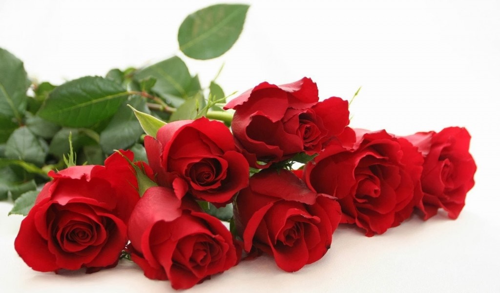 Happy Rose Day 2016 Wallpapers Images