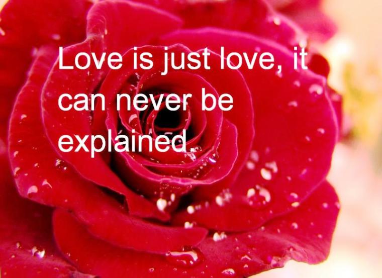rose-day-sms-quote